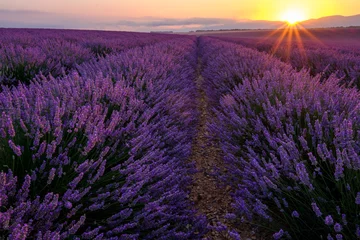 Fotobehang Lavendelveld in de Provence. Zonsopkomst. © Marina