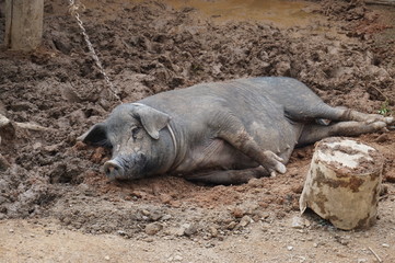 Un cerdo atado
