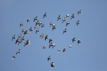 Obraz premium fotos de aves varias 