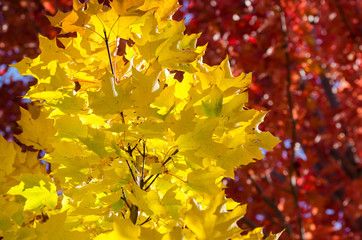 Golden Maple Leaves Exhibiting the Elegance of Autumn