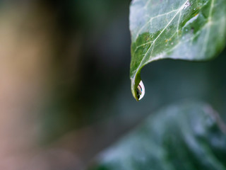 rain drop on a leaf close up