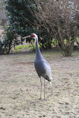fotos de aves varias 