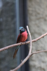 fotos de aves varias 