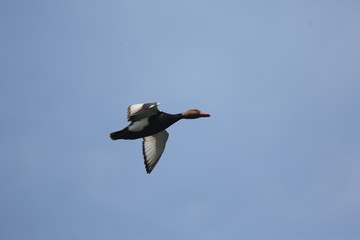 fotos de aves varias 