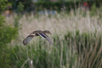 fotos de aves varias 