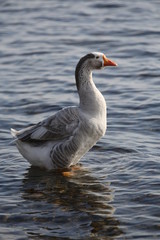 fotos de aves varias 