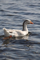 fotos de aves varias 