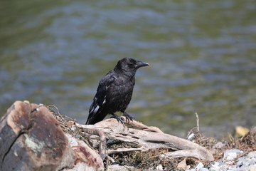 fotos de aves varias 