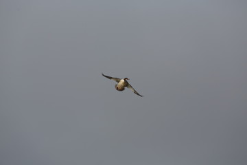 fotos de aves varias 