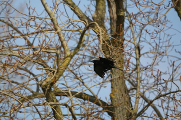 fotos de aves varias 