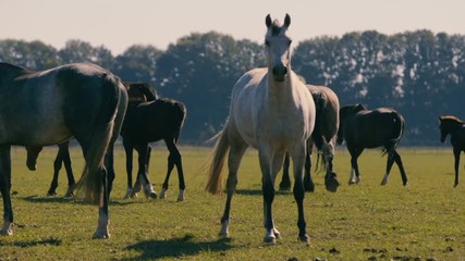 Several beautiful horses grazing grass at a green lawn in Ukraine in summer
