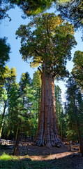 Gereral Sherman im Sequoia Nationalpark