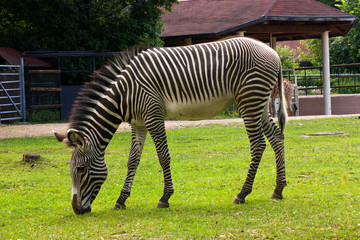 Fototapeta na wymiar Zebra close-up.