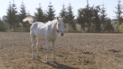 One thin white horse standing on a farm field with a fence in Ukraine in summer