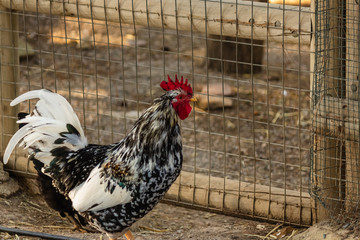 decorative rooster with bright colorful plumage