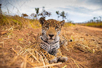 Jaguar - Panthera onca