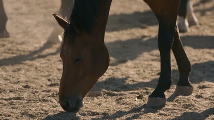Stallion`s muzzle grazing hay on a big farm field in the evening in summer