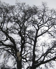 Branch Tree Sky Perspective
