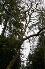 Fototapeta premium Naked Tree from the Ground up