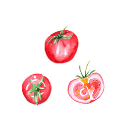 Watercolor hand drawn tomato