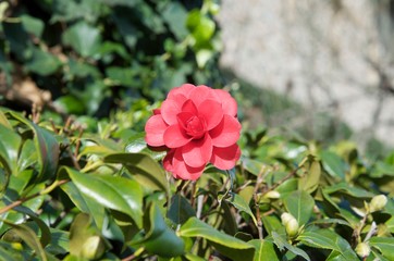 Red Flower Closetp