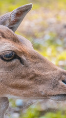 Smartphone HD wallpaper of portrait of female stag