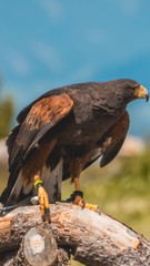 Smartphone HD wallpaper of harris Hawk on wood