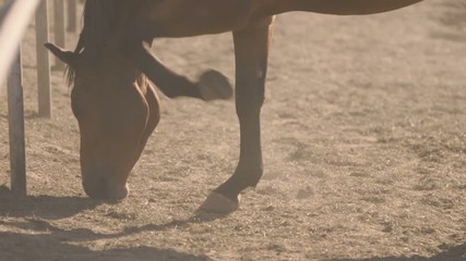 Mare`s muzzle eating hay at a wooden farm fence in the evening in summer