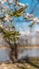 Smartphone HD wallpaper of beautiful reflections near Thundorf - Danube - Bavaria - Germany