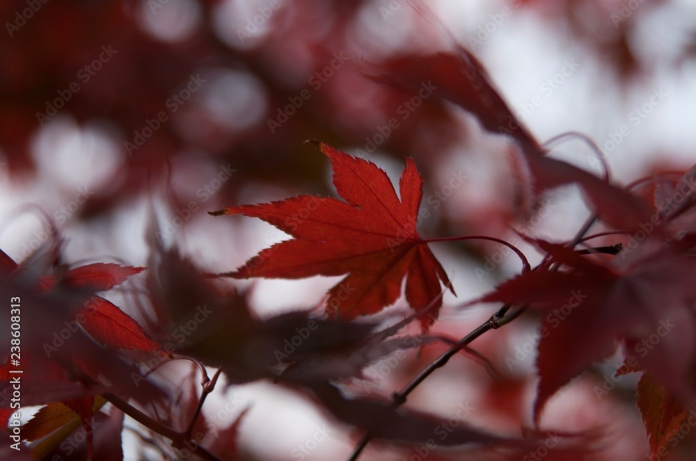 Wall mural red maple leaf closeup