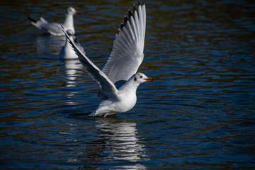 Seagull taking flight from a lake