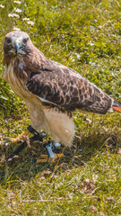 Smartphone HD wallpaper of buzzard in the grass