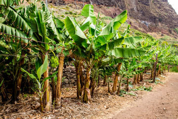 Fajã dos Padres ( Faja dos Padres) in Madeira island, Portugal. Lush banana trees with bananas hanging on them by the road.