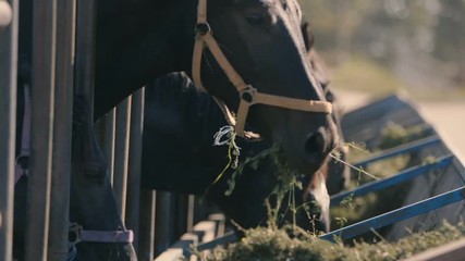 Beautiful horses with bridles eating straw from a long farm feeder in summer