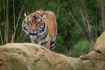 Fototapeta premium Tiger