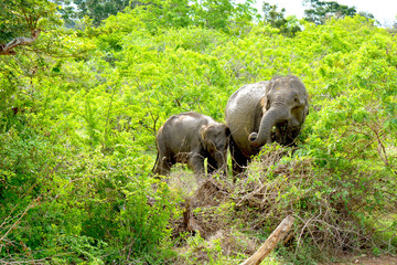 Elefantes Salvajes de Sri Lanka 2 © Ismael