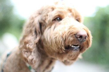 close up dog portrait