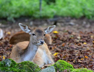 Female roe deer laying on the ground in autumn. Slovenia, ZOO Ljubljana, October 2018