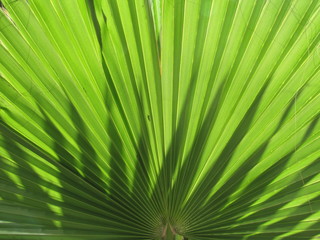 Bilder und Videos suchen: palmenblätter