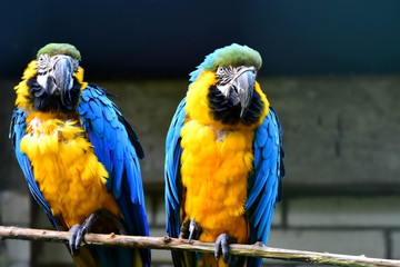 Fototapeta na wymiar Two blue-and-yellow macaw, Ara Ararauna, also known as the blue-and-gold macaw sitting on the branch. Slovenia, Zoo Ljubljana, October 2018
