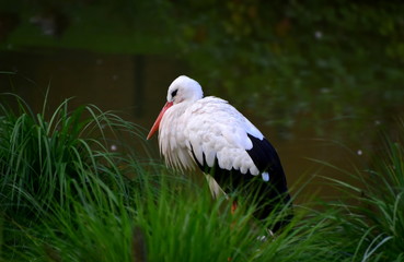 One, male, white stork, Ciconia ciconia, standing near the pond. He is a large bird in the stork family Ciconiidae. Slovenia, Zoo Ljubljana, October 2018