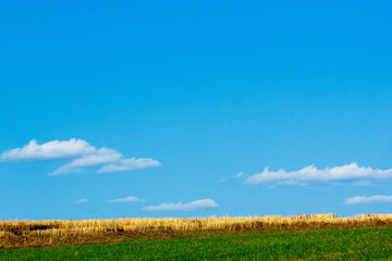 Obraz premium Beveled stalks of wheat