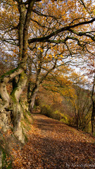 Fototapeta premium Herbstweg