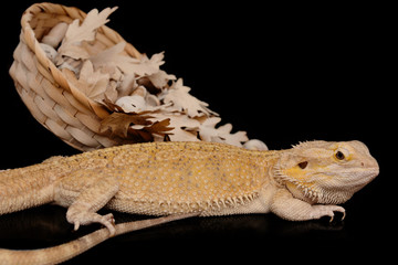 Pogona vitticeps