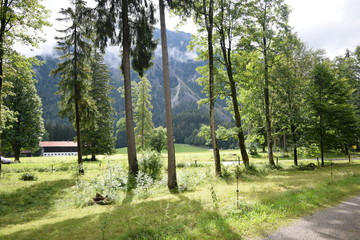 trees in the park