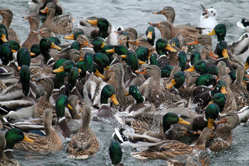 Mallard ducks crowd afloat. Mass of mallards (Anas platyrhynchos) wintering in city. Minsk, Belarus