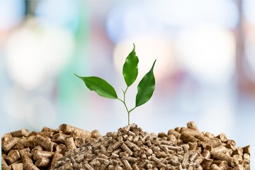 Growing plant tree  on background