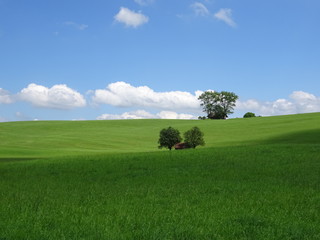 Saftige Wiesenlandschaft - Beautiful Landscape in pre-Alps
