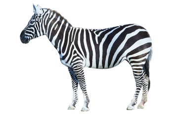 Zebra standing side view isolated on white background
