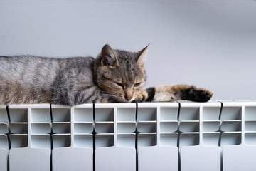 A tiger cat relaxing on a warm radiator
